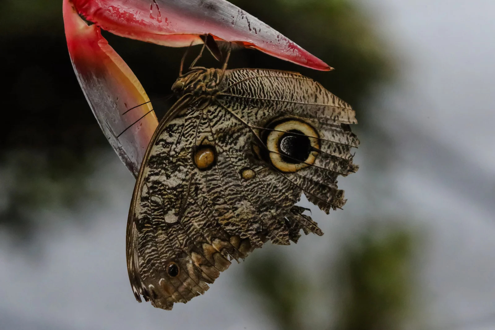 GALAPAGOS QUITO BUTTERFLIES-8.JPG