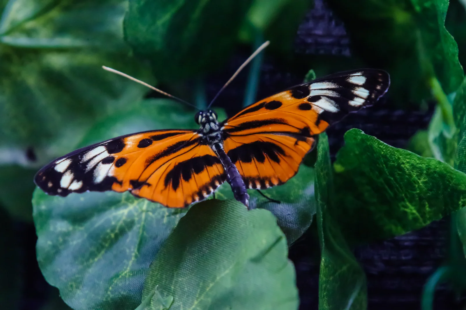 GALAPAGOS QUITO BUTTERFLIES-10.JPG