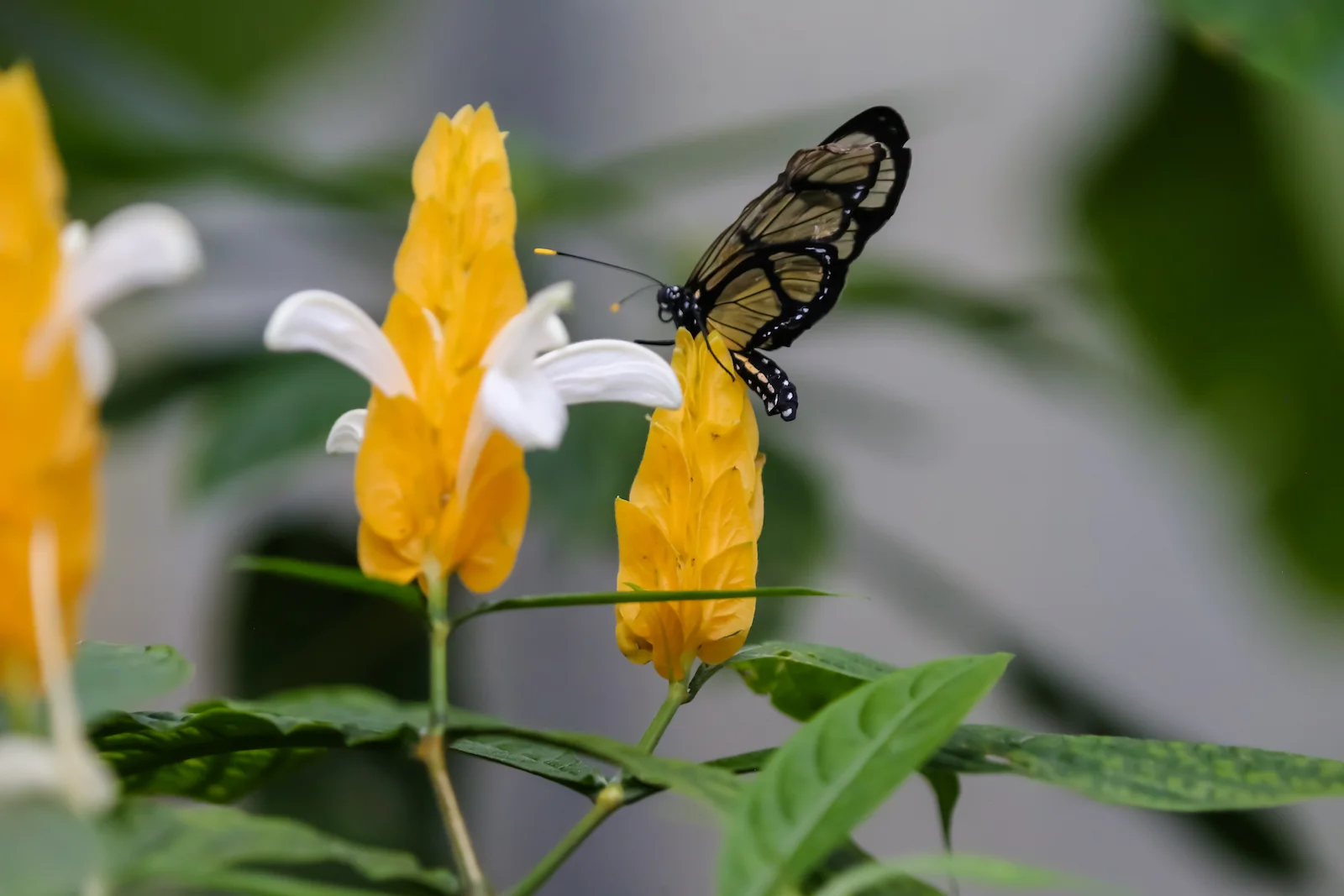 GALAPAGOS QUITO BUTTERFLIES-12.JPG