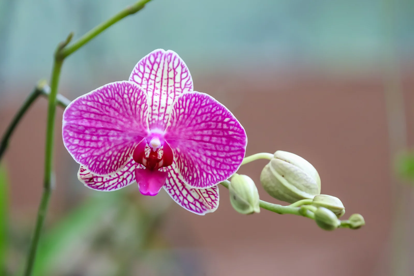 GALAPAGOS QUITO BUTTERFLIES-11.JPG