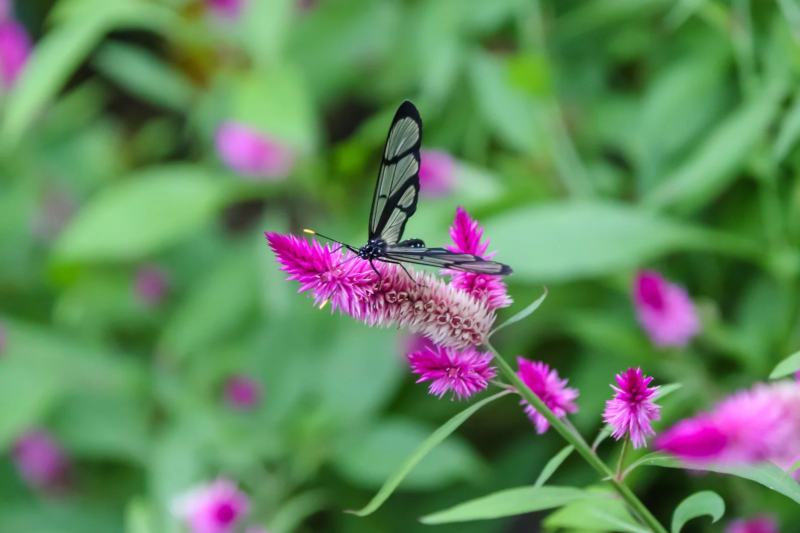 GALAPAGOS QUITO BUTTERFLIES-16.JPG
