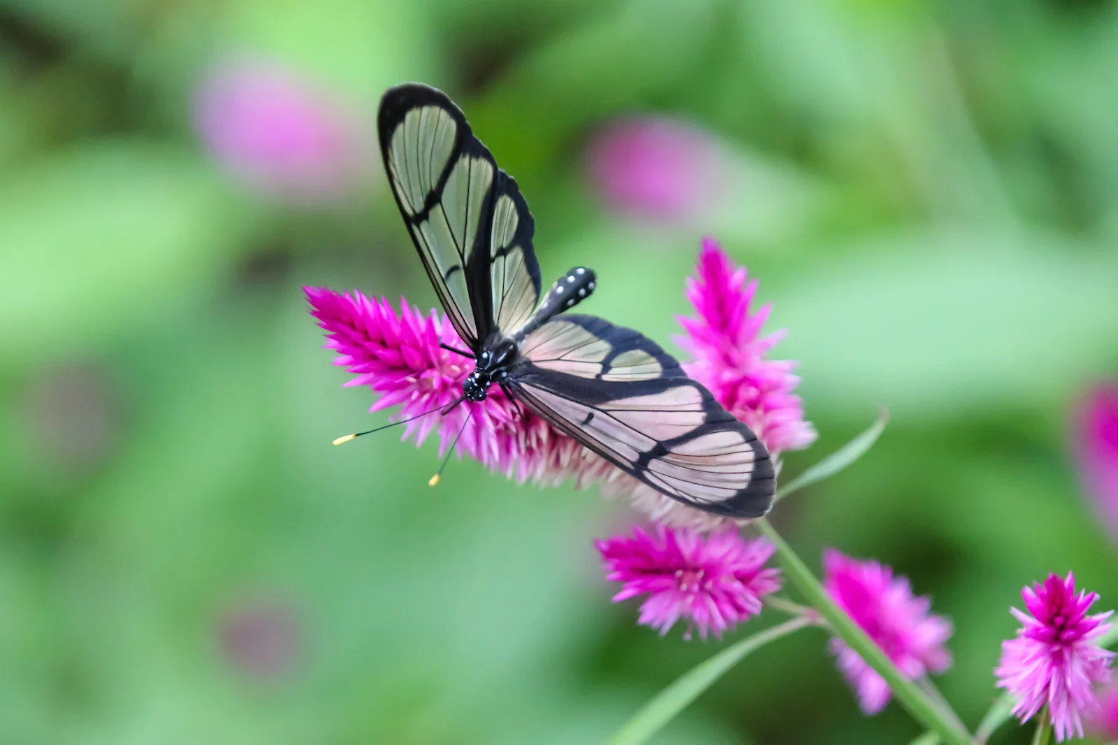 GALAPAGOS QUITO BUTTERFLIES-17.JPG