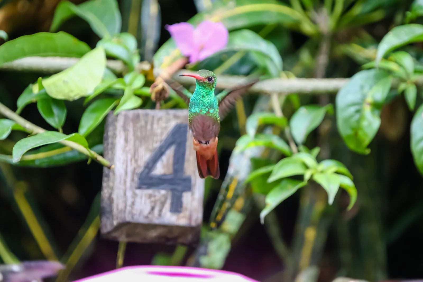 GALAPAGOS QUITO HUMMINGBIRDS-4.JPG