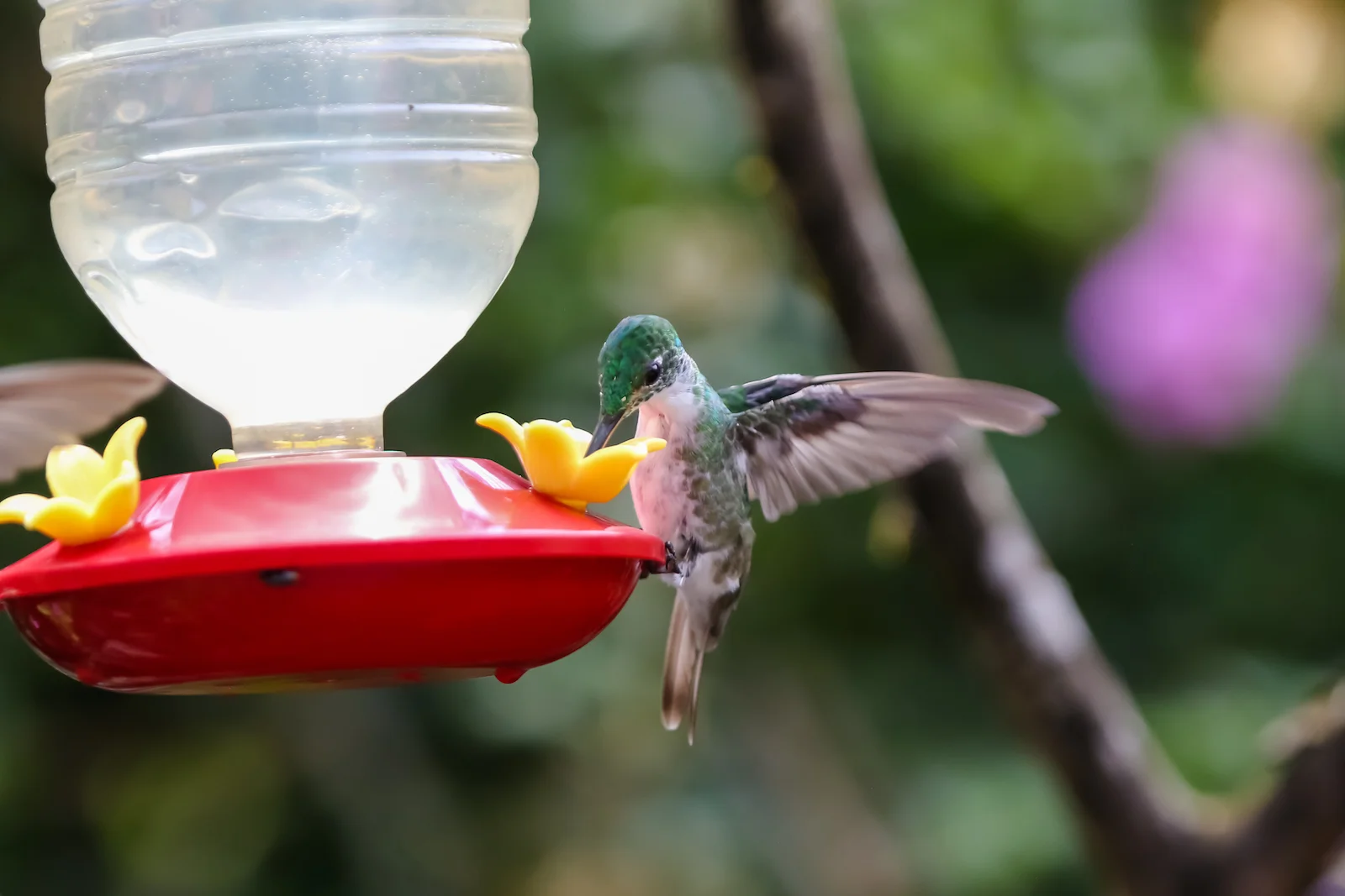 GALAPAGOS QUITO HUMMINGBIRDS-5.JPG