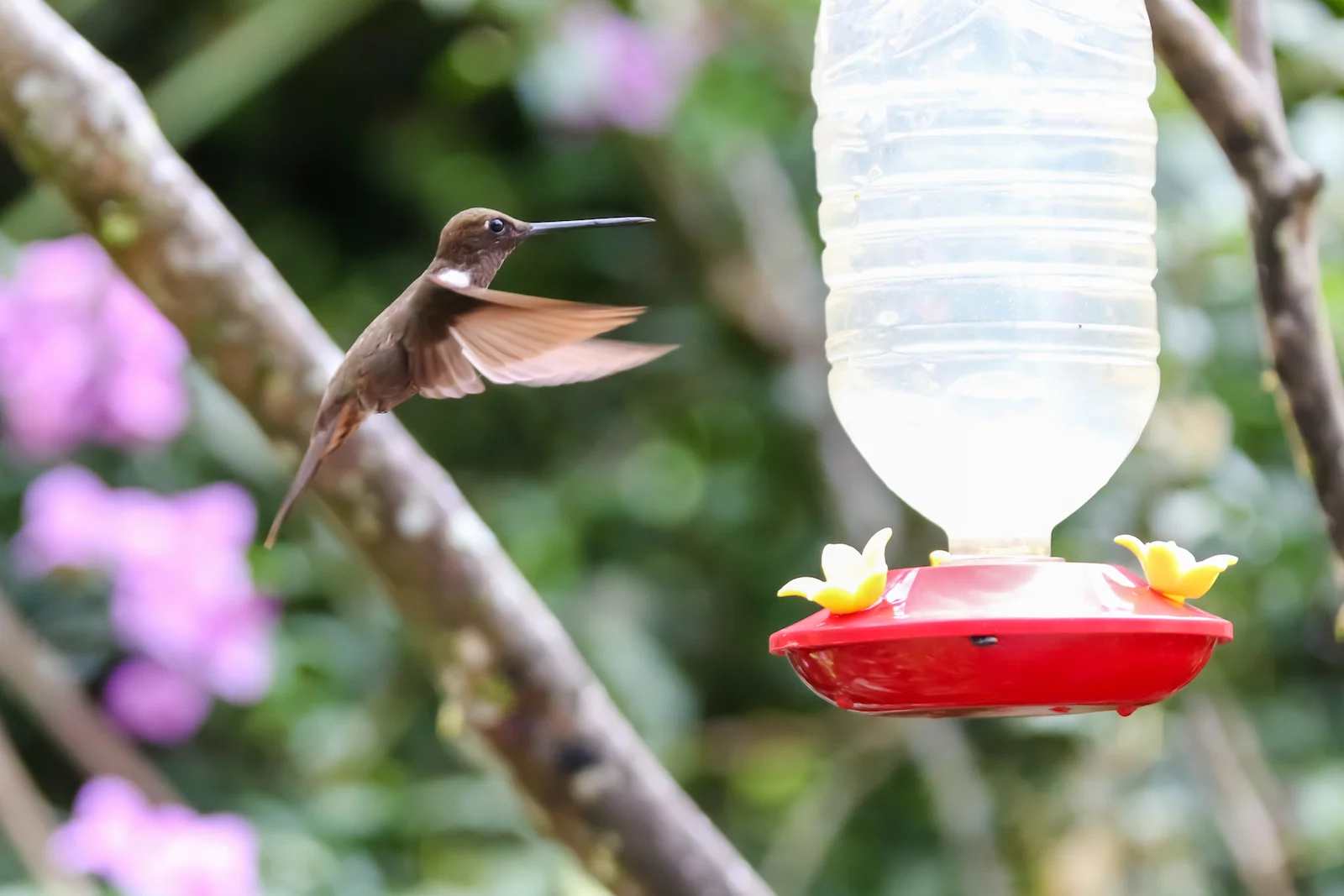GALAPAGOS QUITO HUMMINGBIRDS-7.JPG