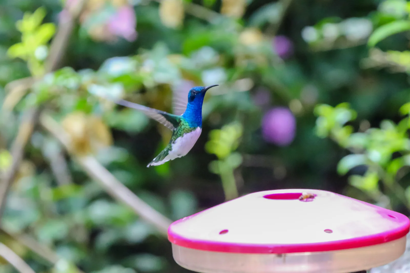 GALAPAGOS QUITO HUMMINGBIRDS-8.JPG