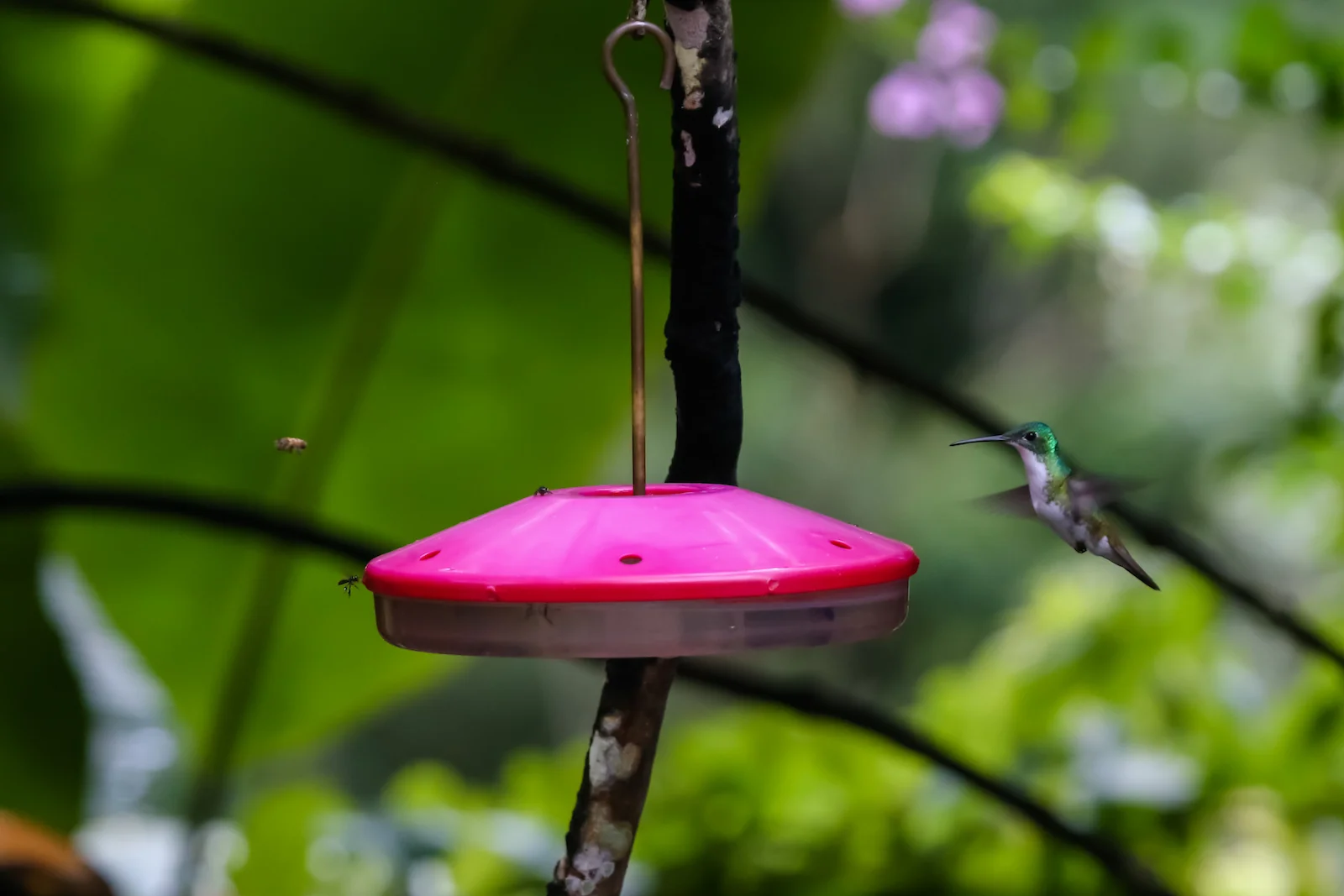 GALAPAGOS QUITO HUMMINGBIRDS-9.JPG