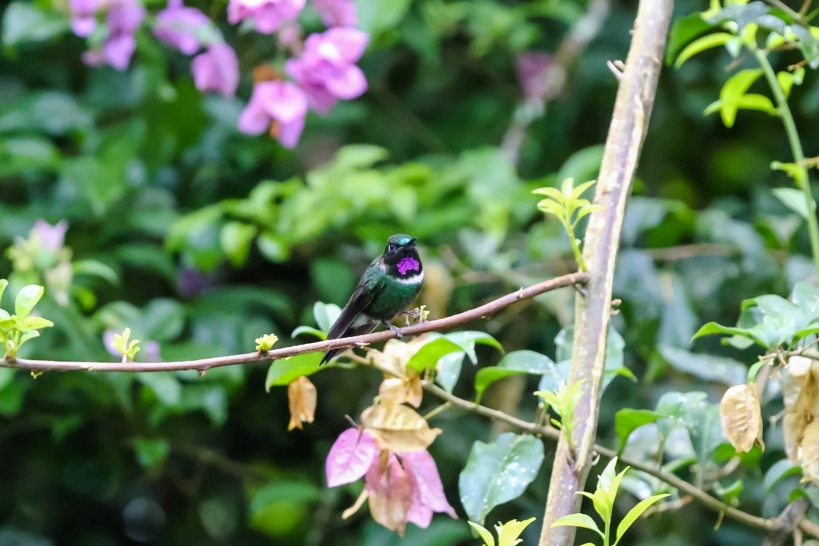 GALAPAGOS QUITO HUMMINGBIRDS-10.JPG
