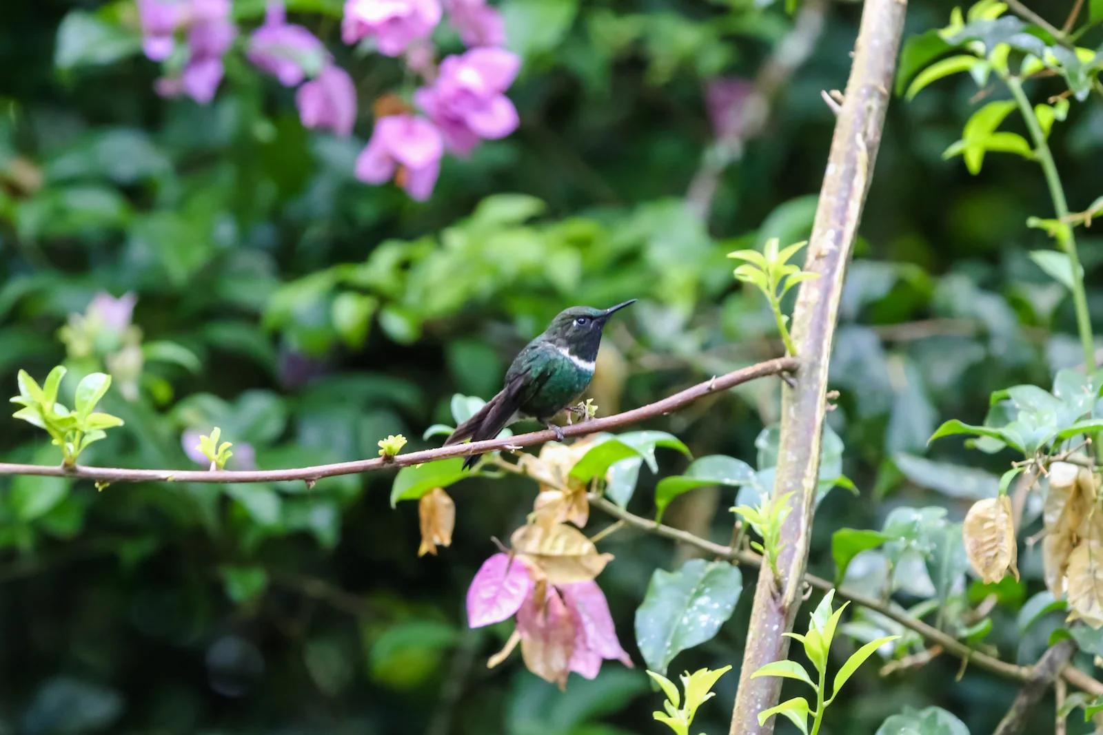 GALAPAGOS QUITO HUMMINGBIRDS-11.JPG