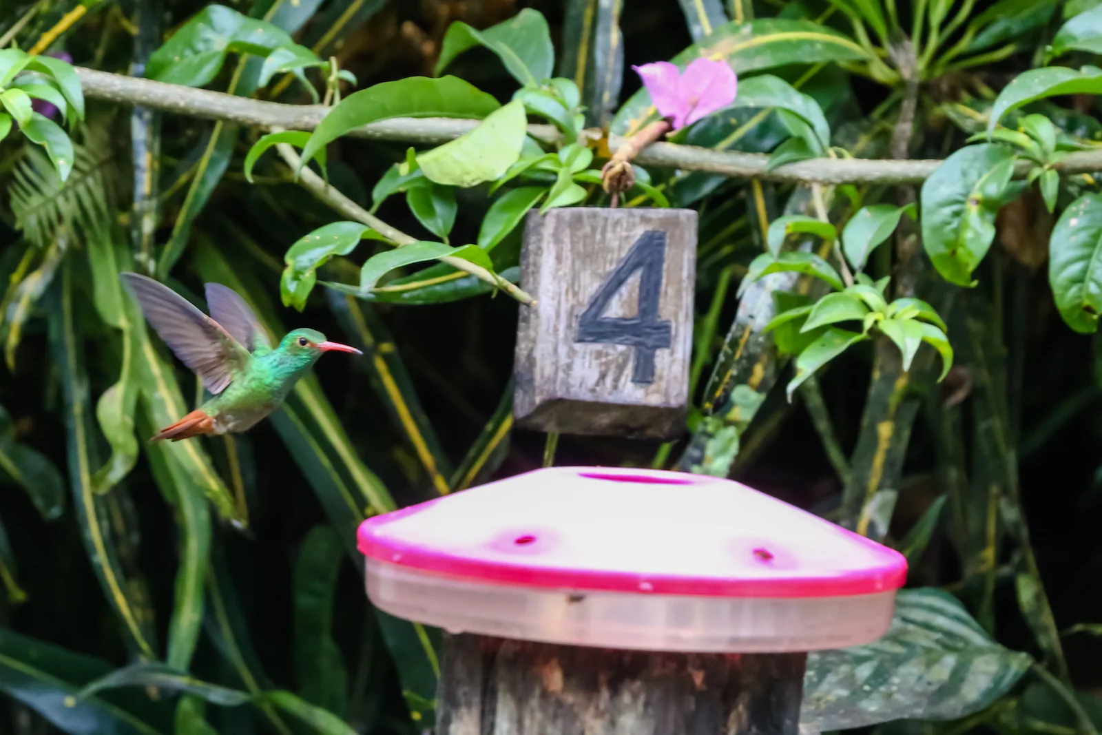 GALAPAGOS QUITO HUMMINGBIRDS-13.JPG