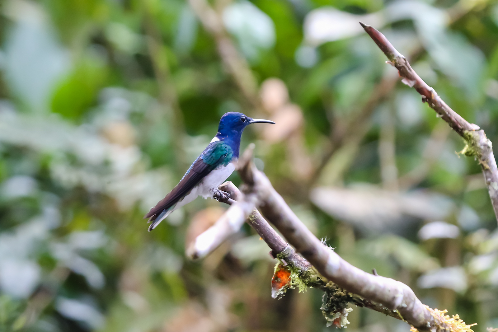 GALAPAGOS QUITO HUMMINGBIRDS-14.JPG