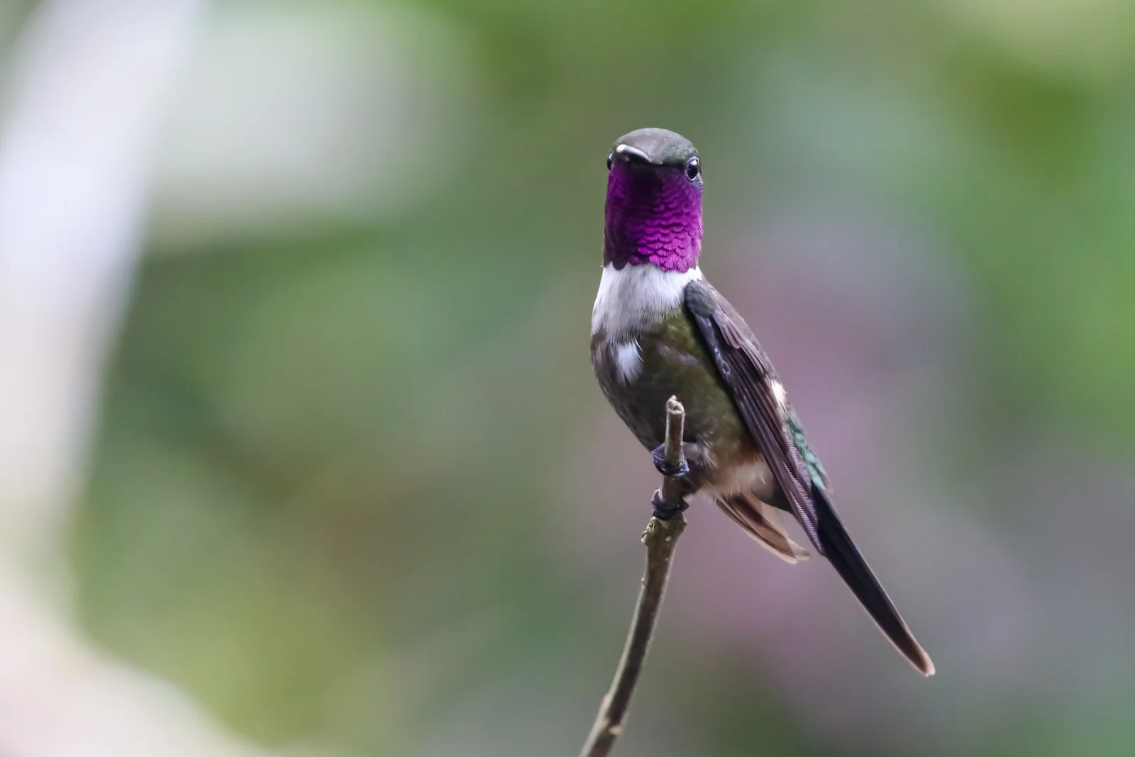 GALAPAGOS QUITO HUMMINGBIRDS-17.JPG