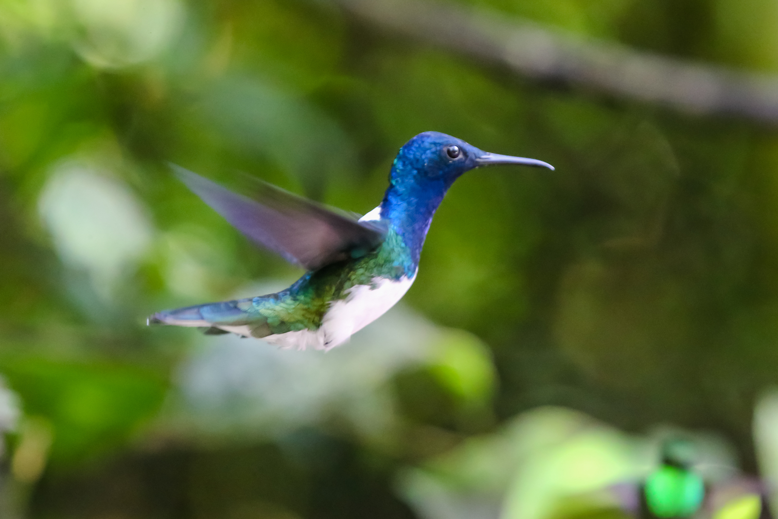 GALAPAGOS QUITO HUMMINGBIRDS-18.JPG