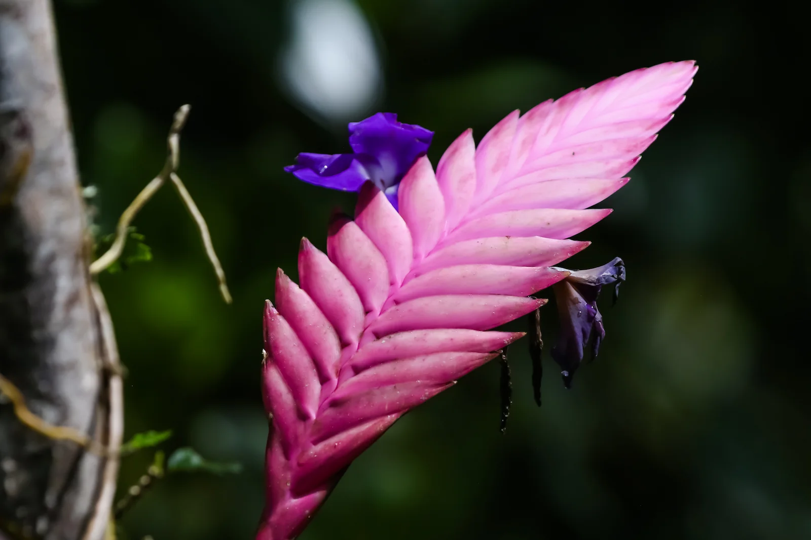 GALAPAGOS QUITO HUMMINGBIRDS-19.JPG