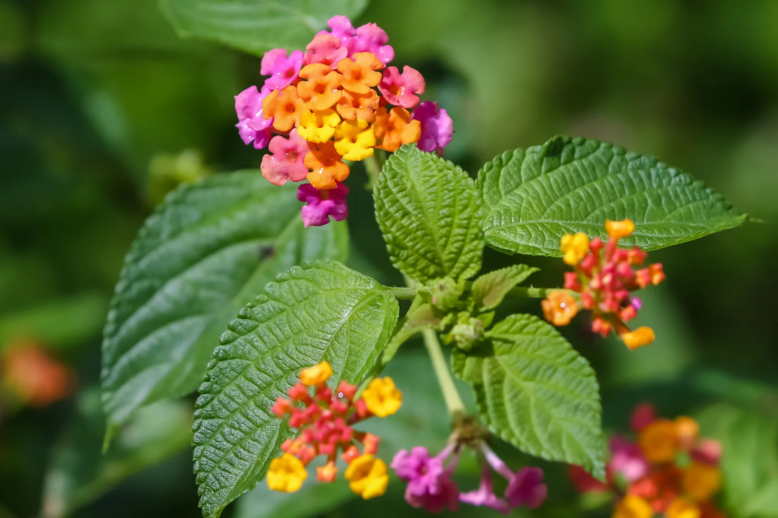 GALAPAGOS QUITO HUMMINGBIRDS-20.JPG