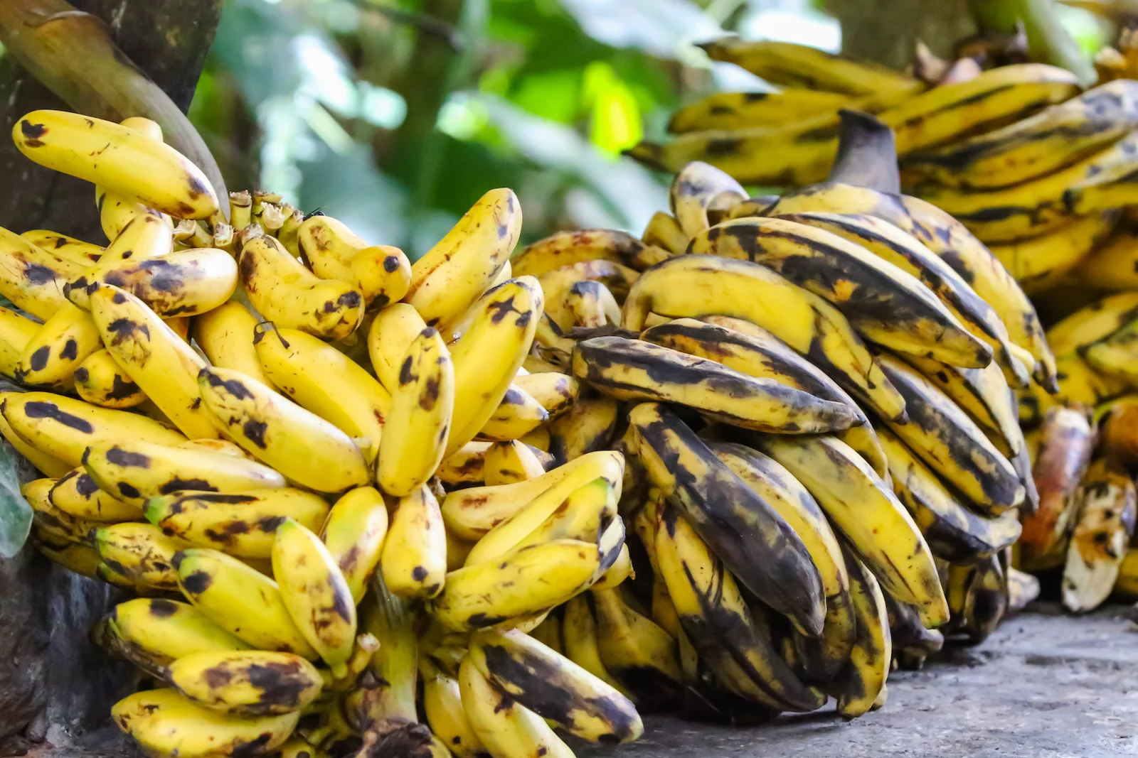 GALAPAGOS QUITO HUMMINGBIRDS-21.JPG