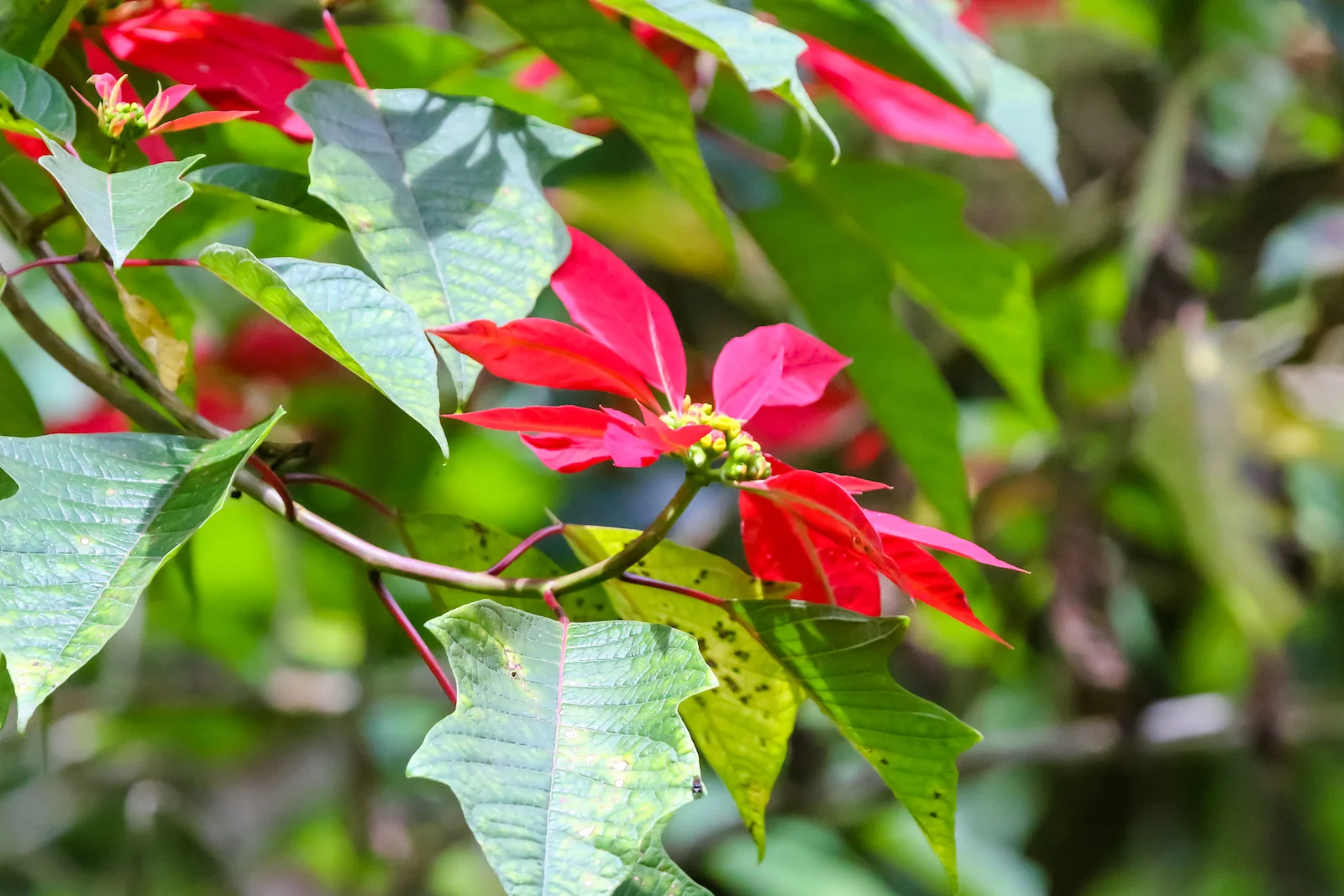 GALAPAGOS QUITO HUMMINGBIRDS-23.JPG