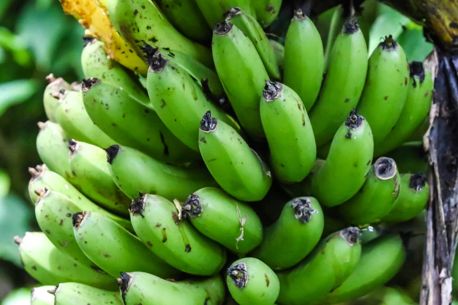 GALAPAGOS QUITO HUMMINGBIRDS-24.JPG