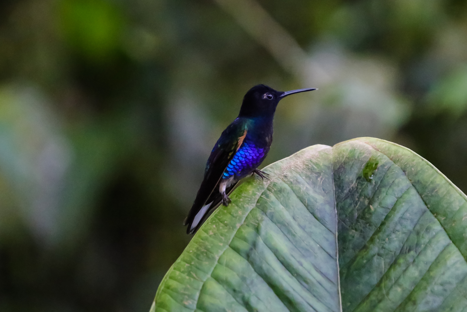 GALAPAGOS QUITO HUMMINGBIRDS-26.JPG