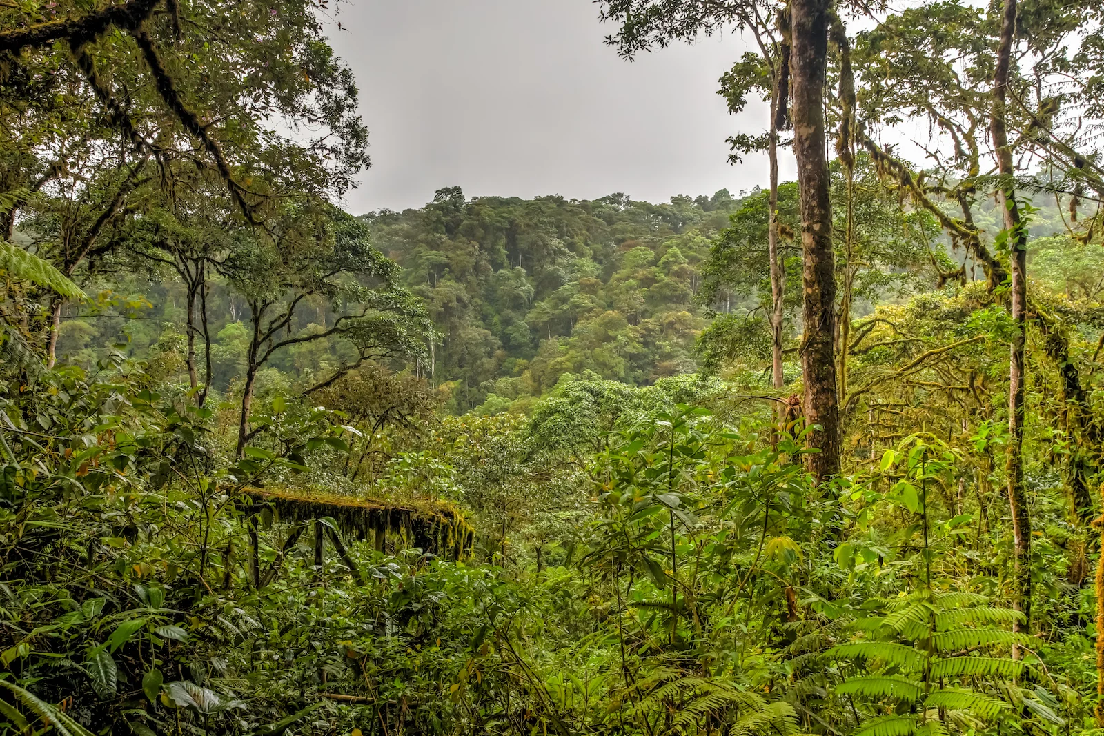 GALAPAGOS QUITO FOREST-4.JPG