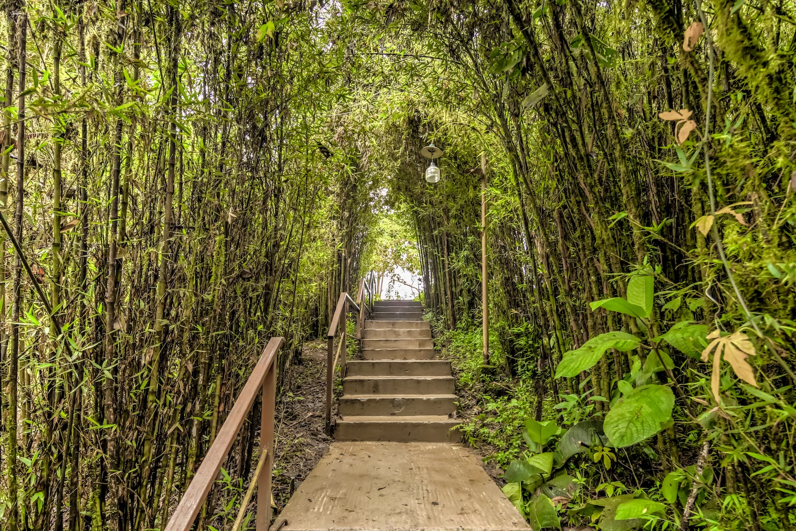 GALAPAGOS QUITO FOREST-3.JPG