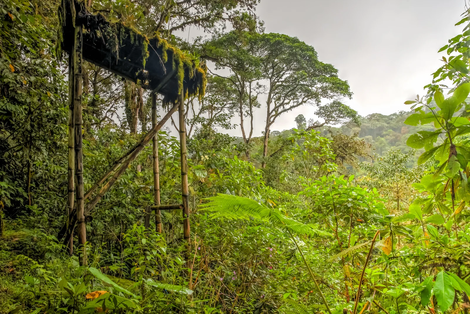 GALAPAGOS QUITO FOREST-6.JPG