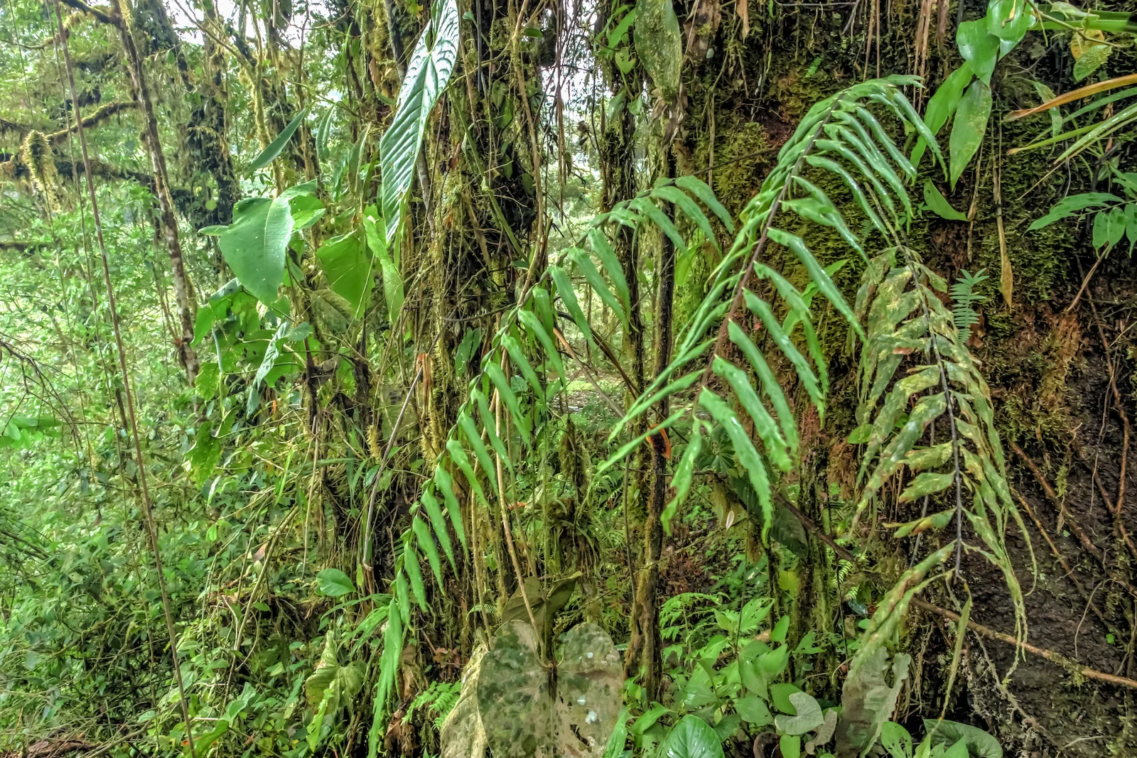 GALAPAGOS QUITO FOREST-7.JPG