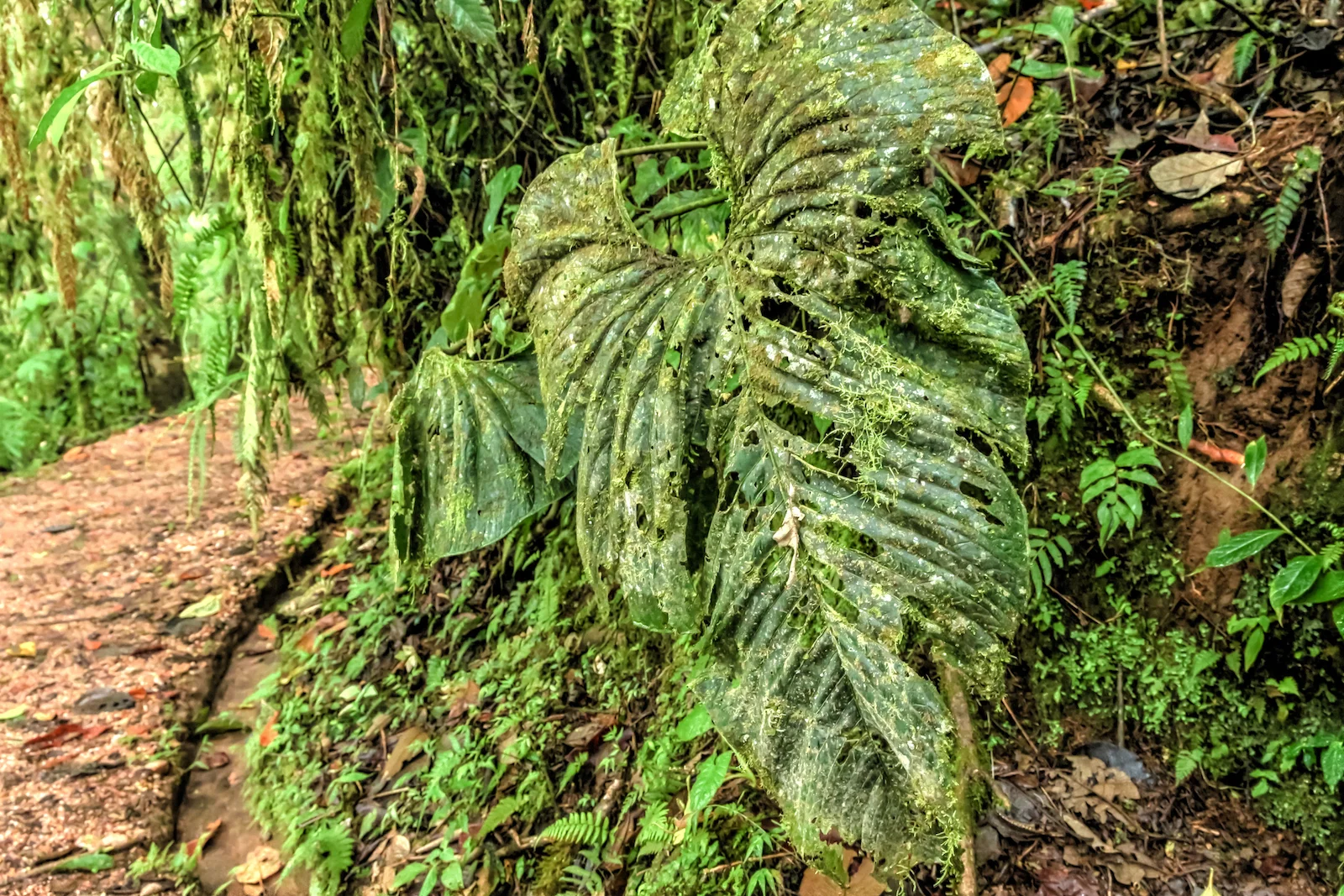 GALAPAGOS QUITO FOREST-9.JPG