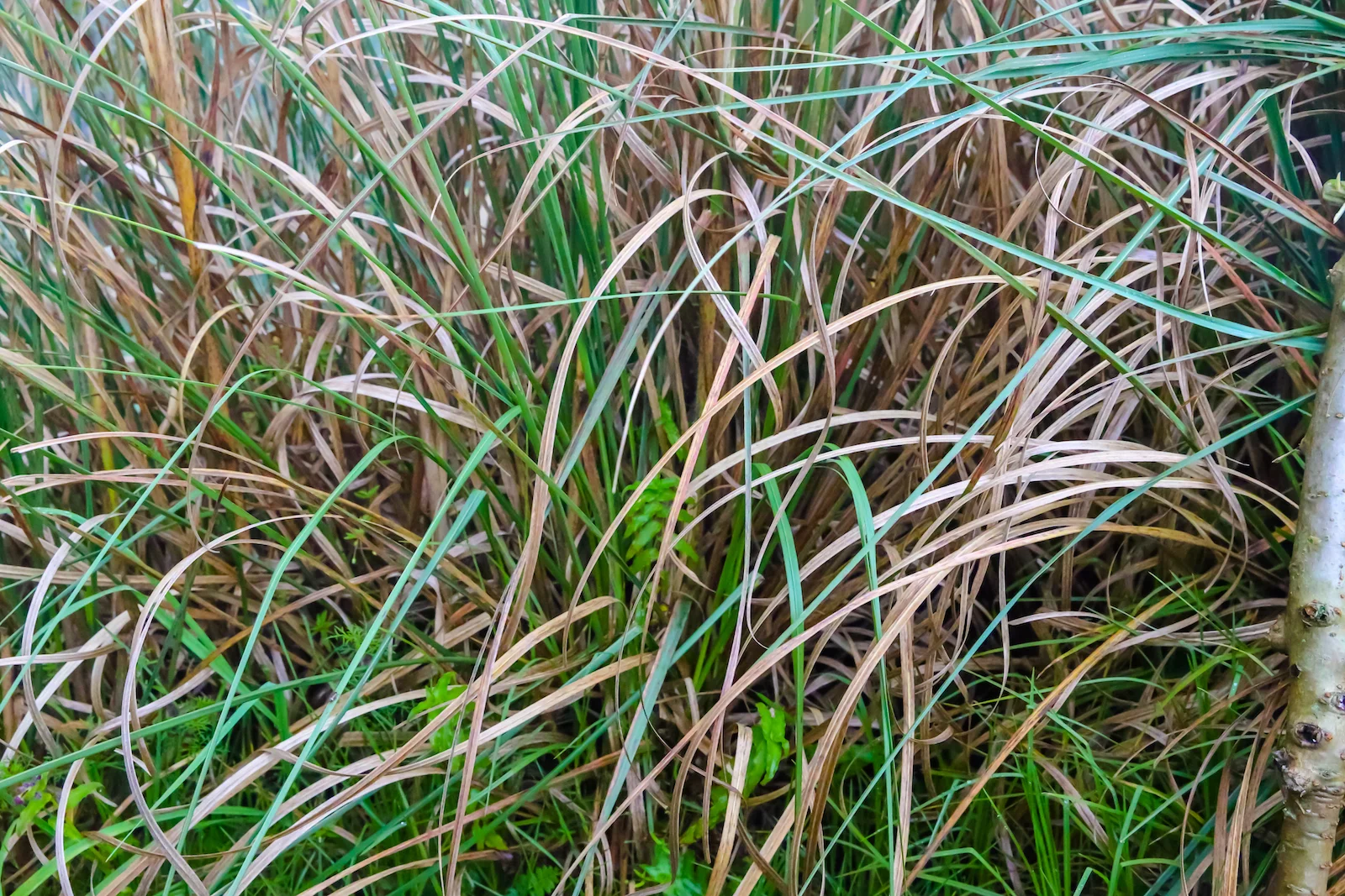GALAPAGOS QUITO VOLCANO VILLAGE-4.JPG