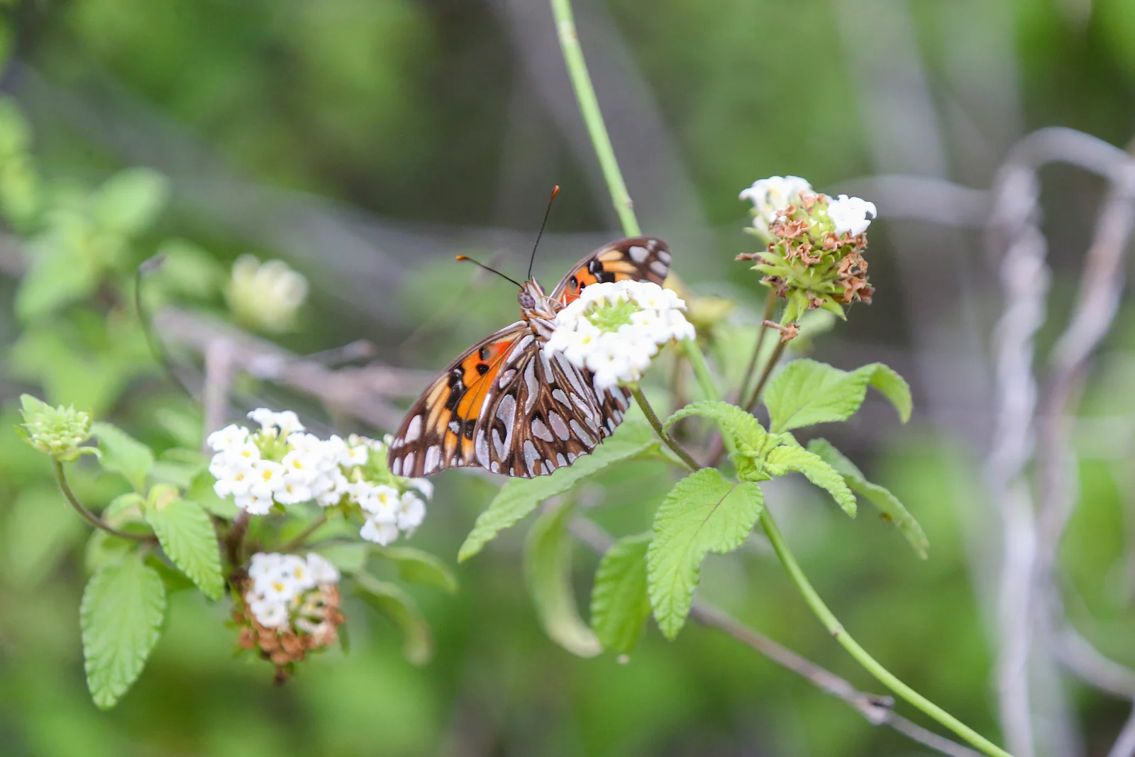 GALAPAGOS DAY 2 A -4.JPG