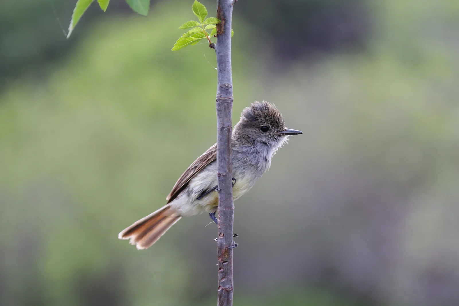 GALAPAGOS DAY 2 A -7.JPG