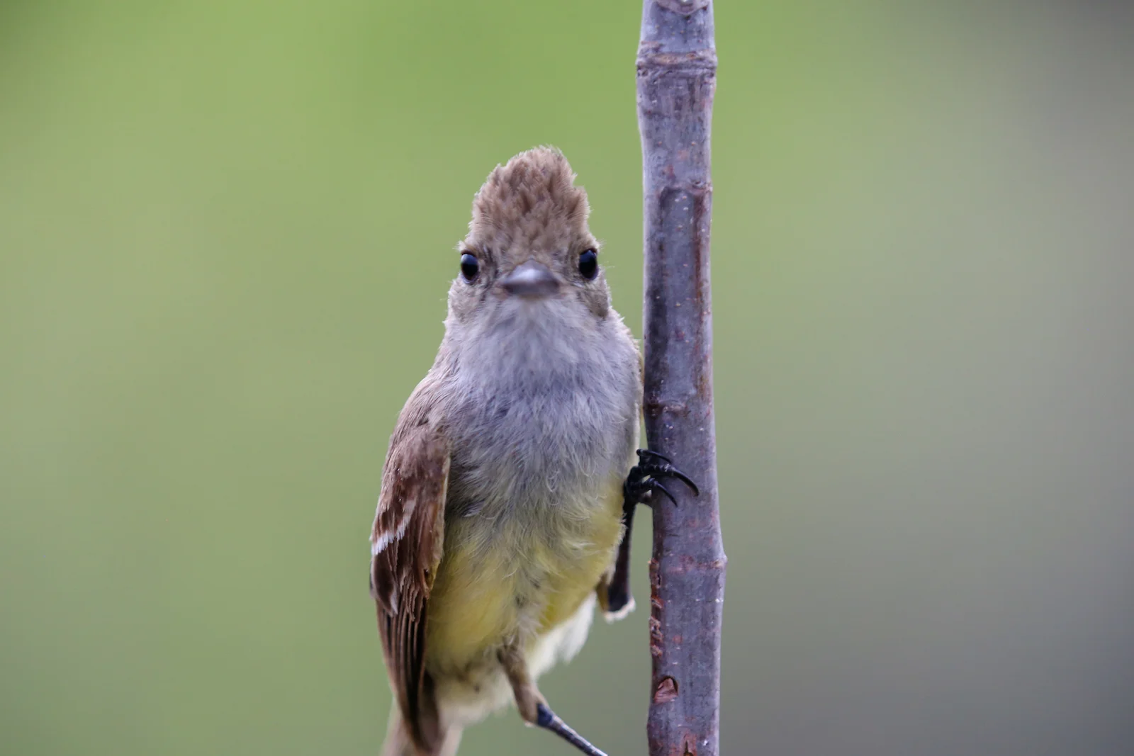 GALAPAGOS DAY 2 A -8.JPG