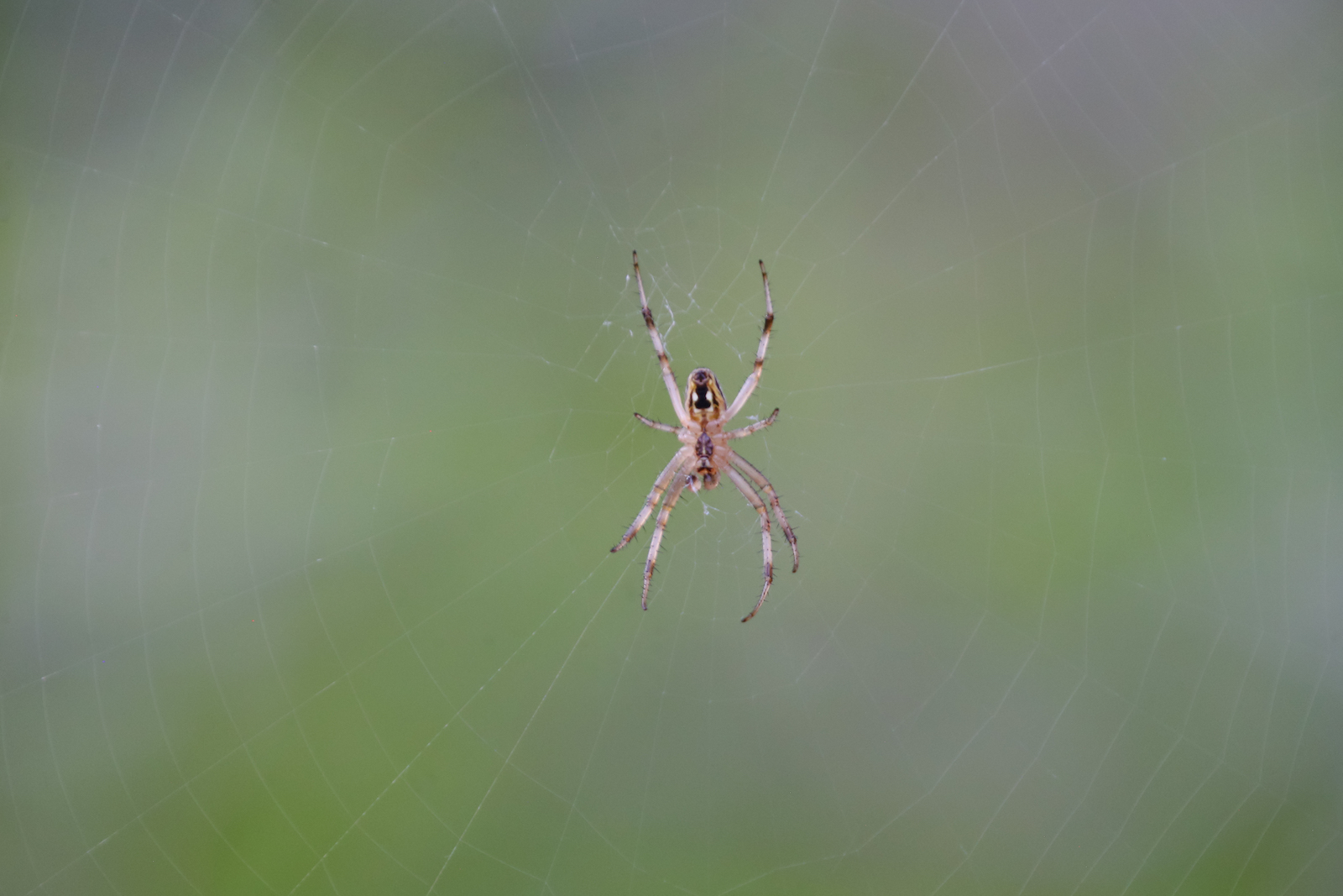 GALAPAGOS DAY 2 A -10.JPG
