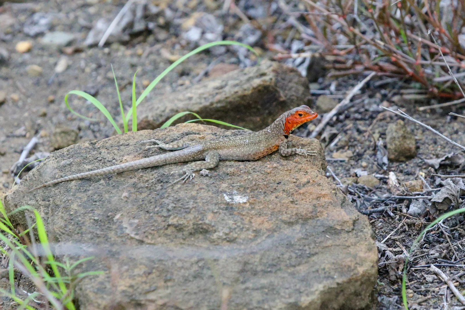 GALAPAGOS DAY 2 A -11.JPG