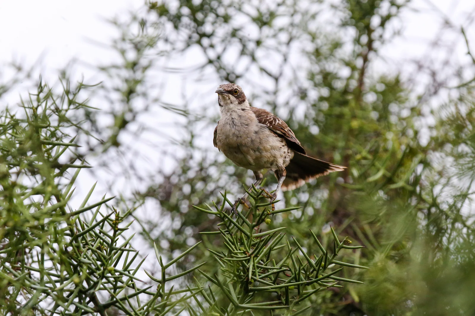 GALAPAGOS DAY 2 A -12.JPG