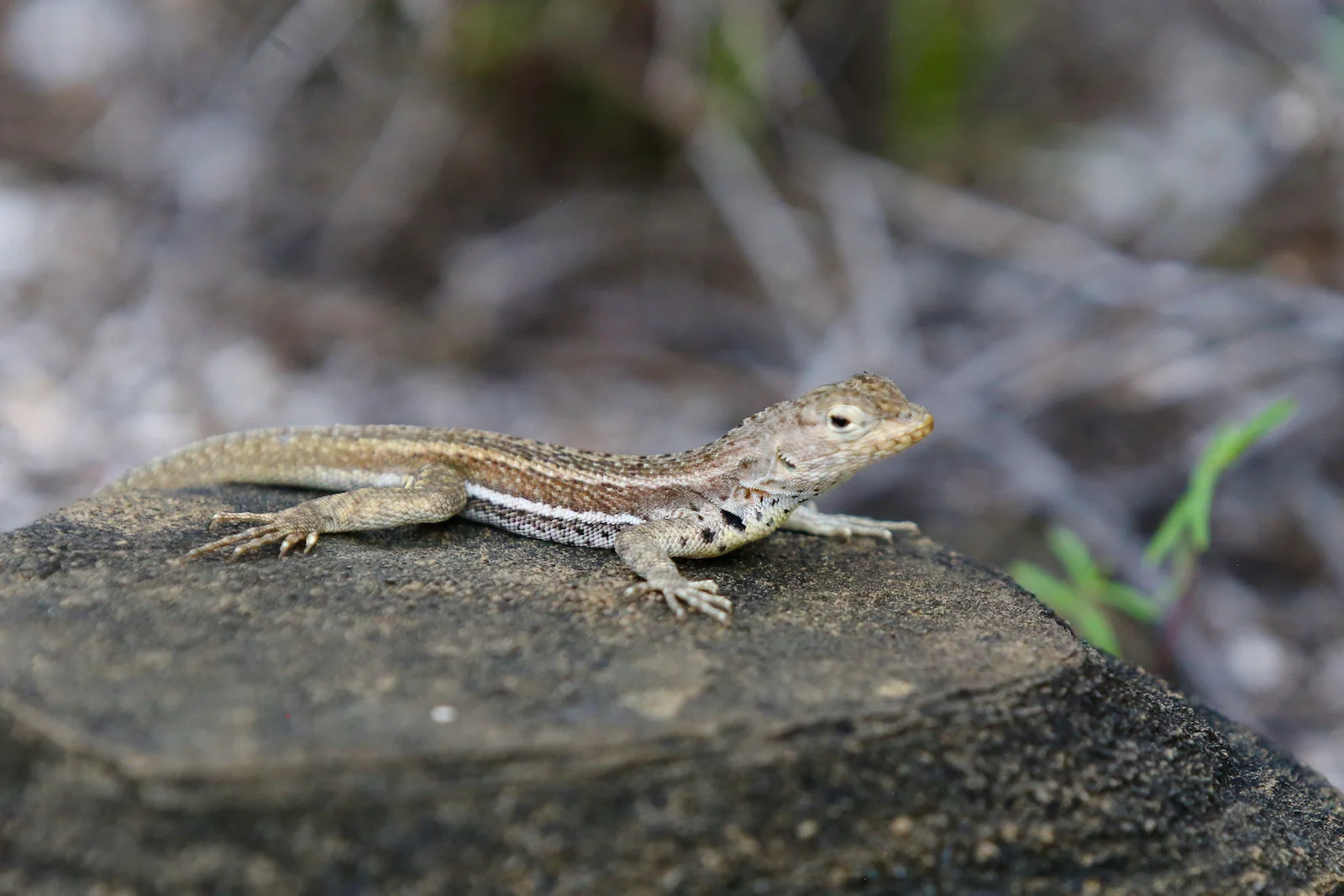 GALAPAGOS DAY 2 A -13.JPG