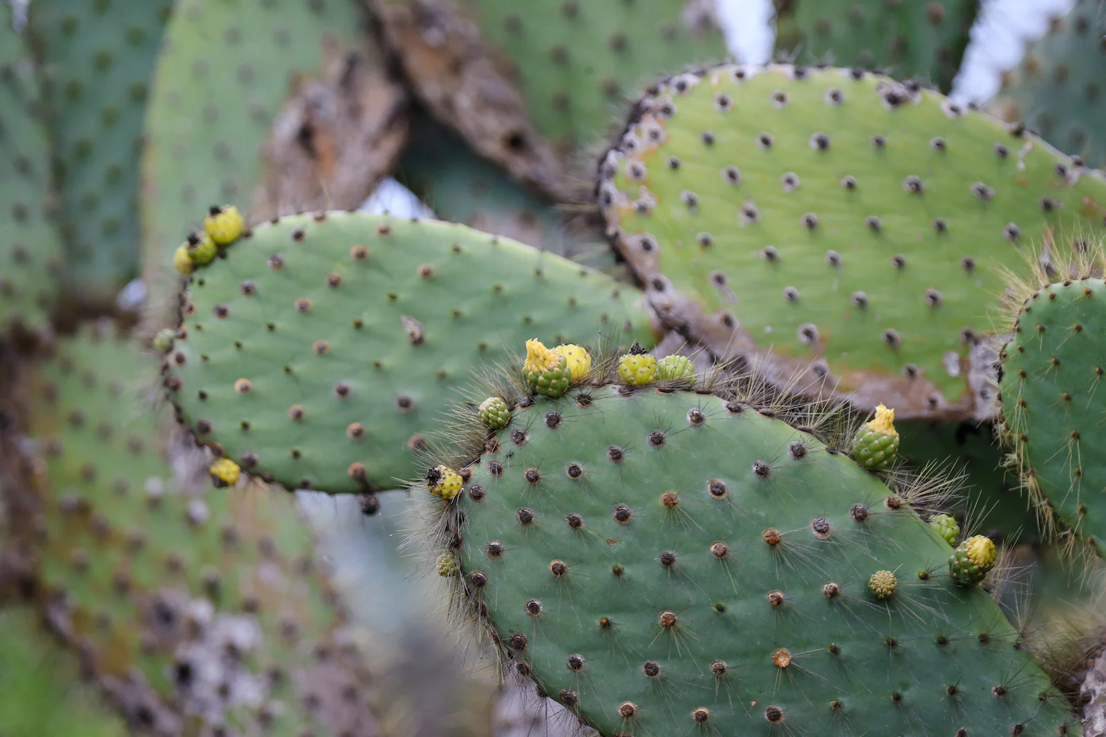 GALAPAGOS DAY 2 A -14.JPG