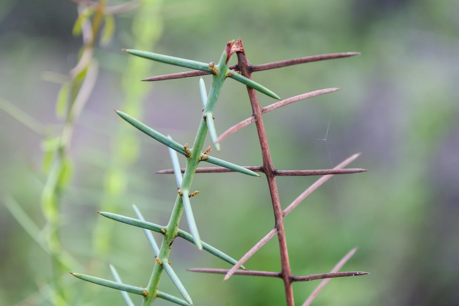 GALAPAGOS DAY 2 A -18.JPG