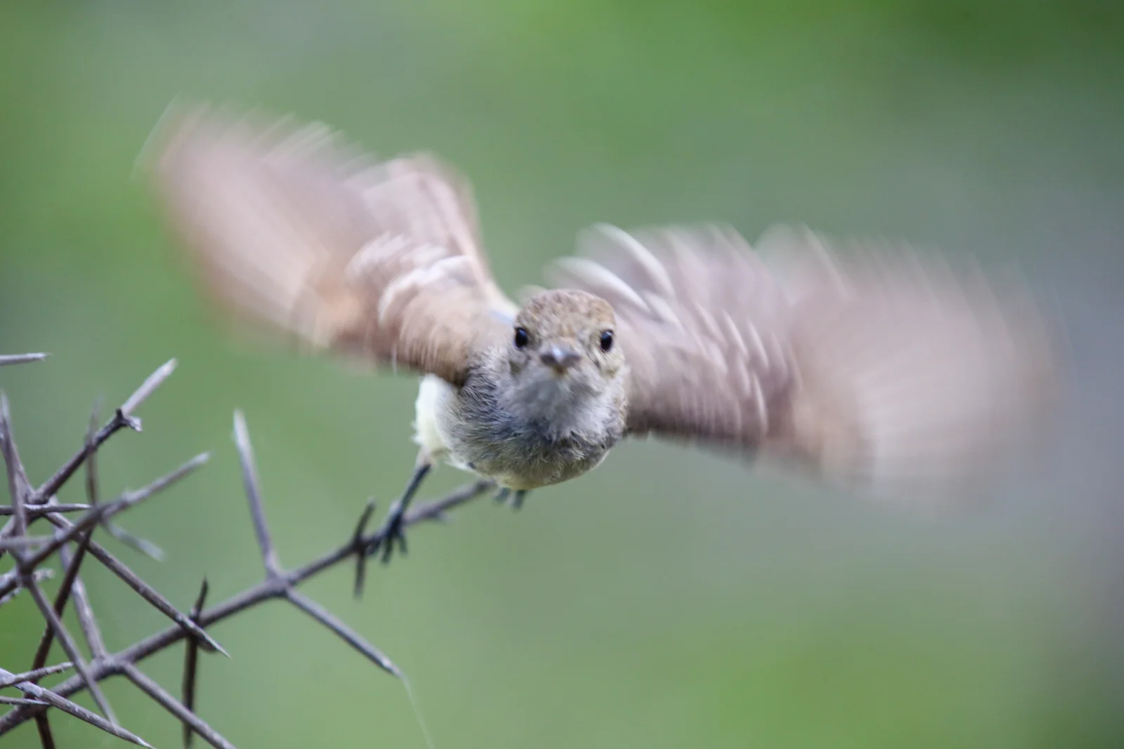 GALAPAGOS DAY 2 A -21.JPG