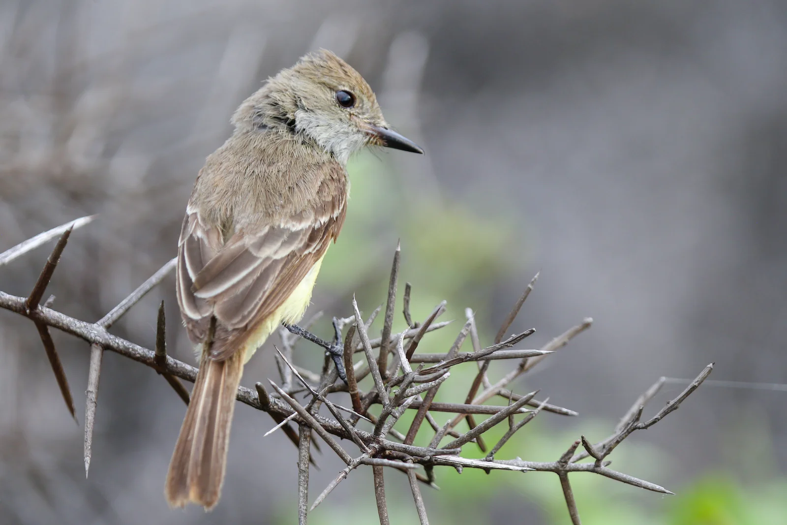 GALAPAGOS DAY 2 A -22.JPG
