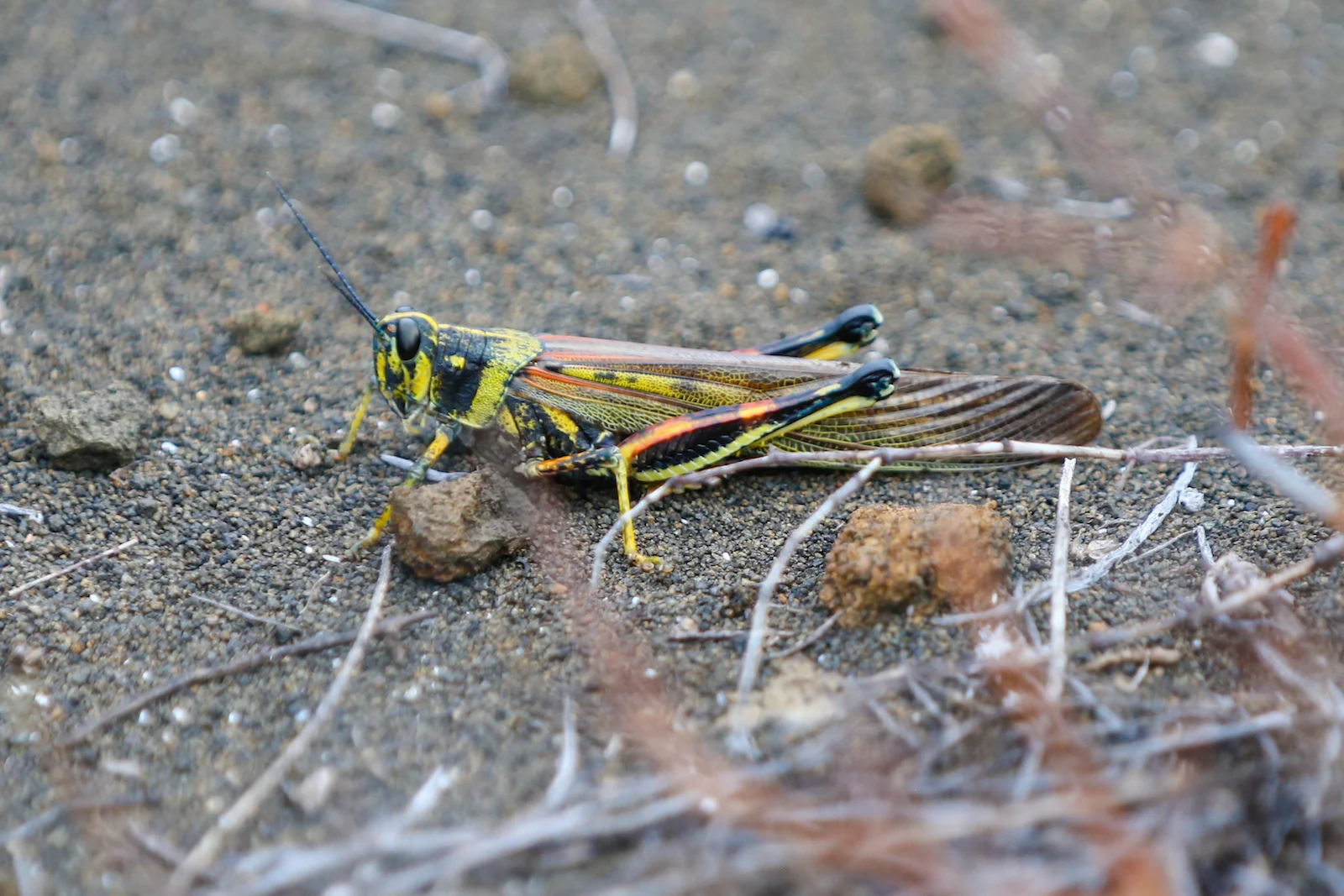 GALAPAGOS DAY 2 A -24.JPG