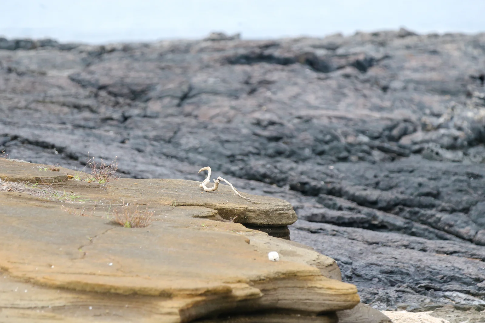 GALAPAGOS DAY 2 A -25.JPG