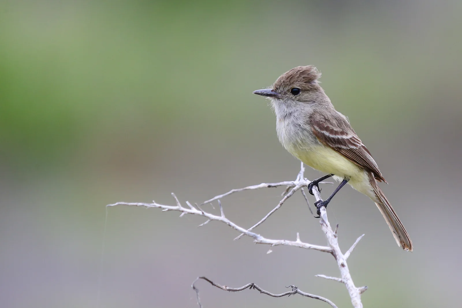 GALAPAGOS DAY 2 A -26.JPG