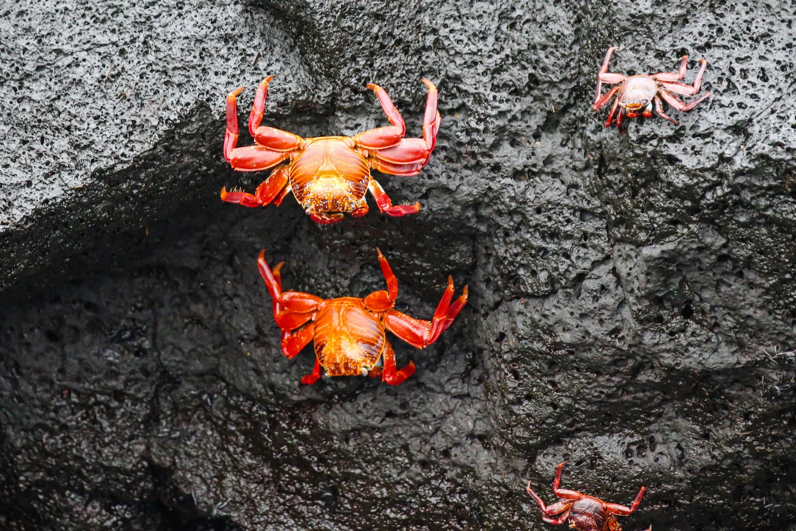 GALAPAGOS DAY 2 A -28.JPG