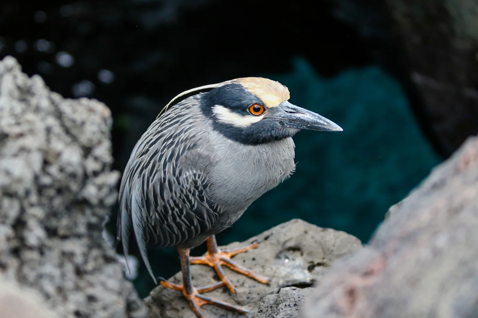 GALAPAGOS DAY 2 A -33.JPG