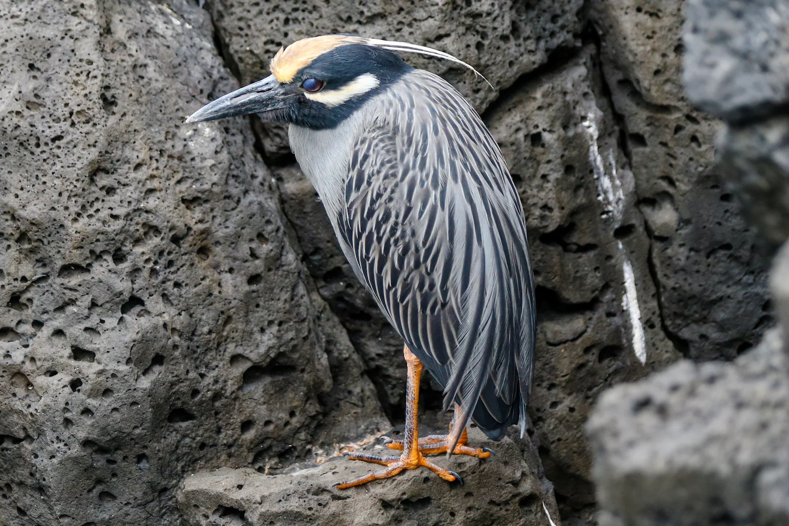 GALAPAGOS DAY 2 A -34.JPG