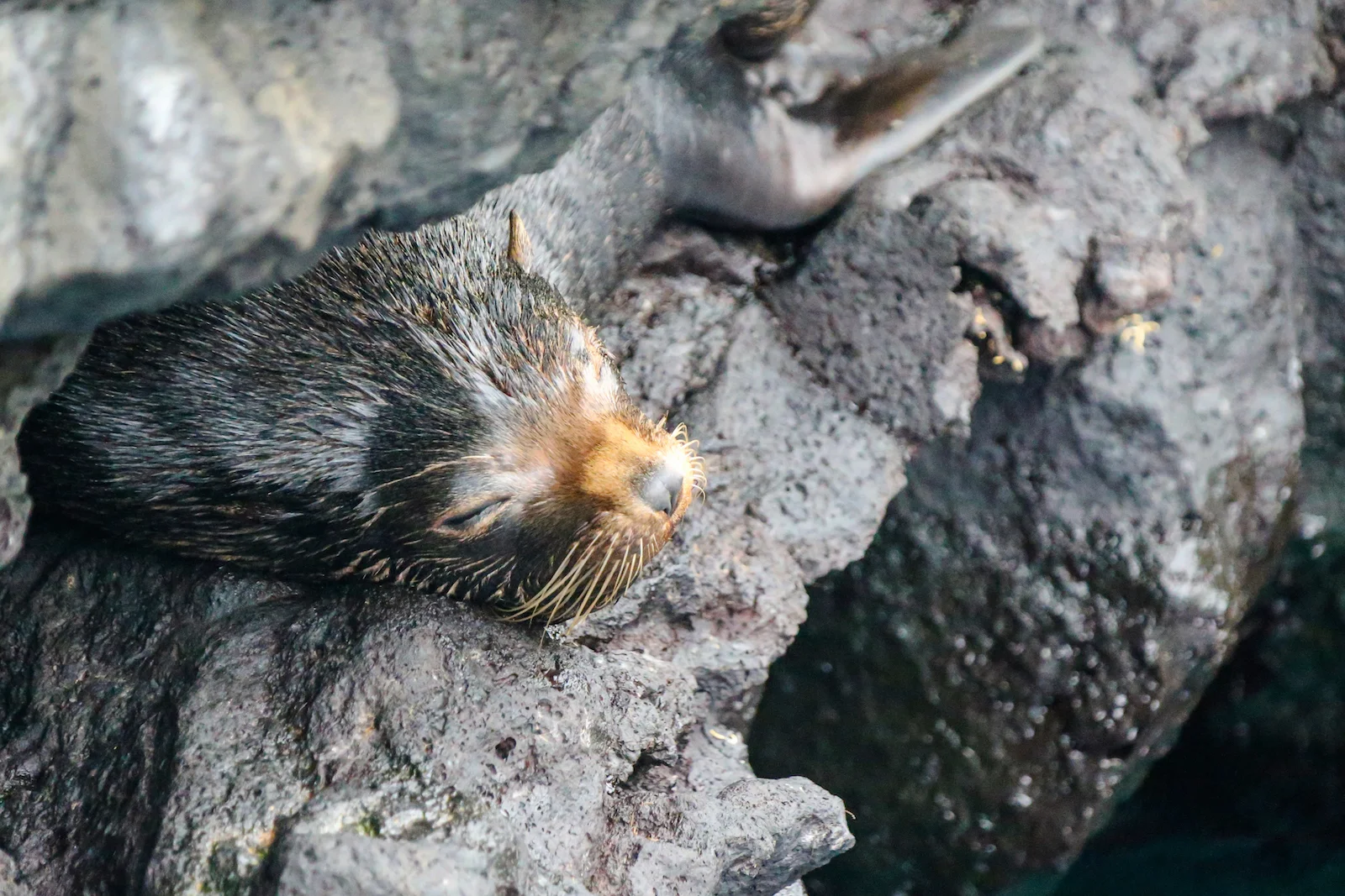 GALAPAGOS DAY 2 A -35.JPG