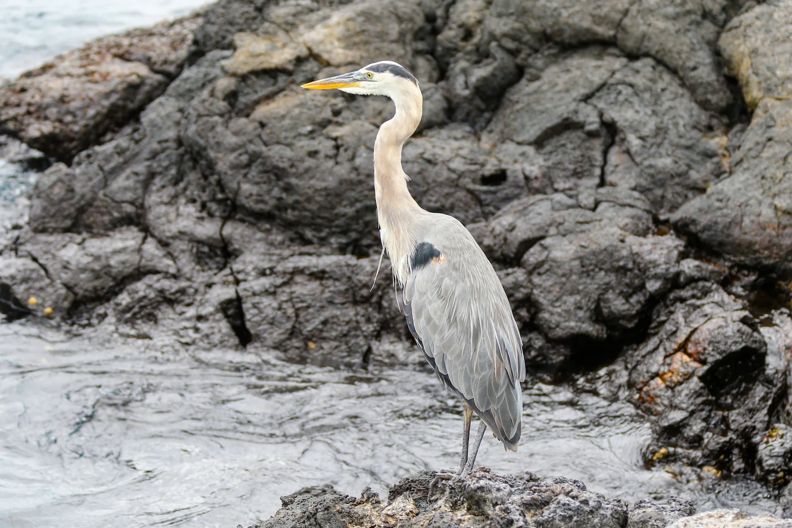 GALAPAGOS DAY 2 A -36.JPG