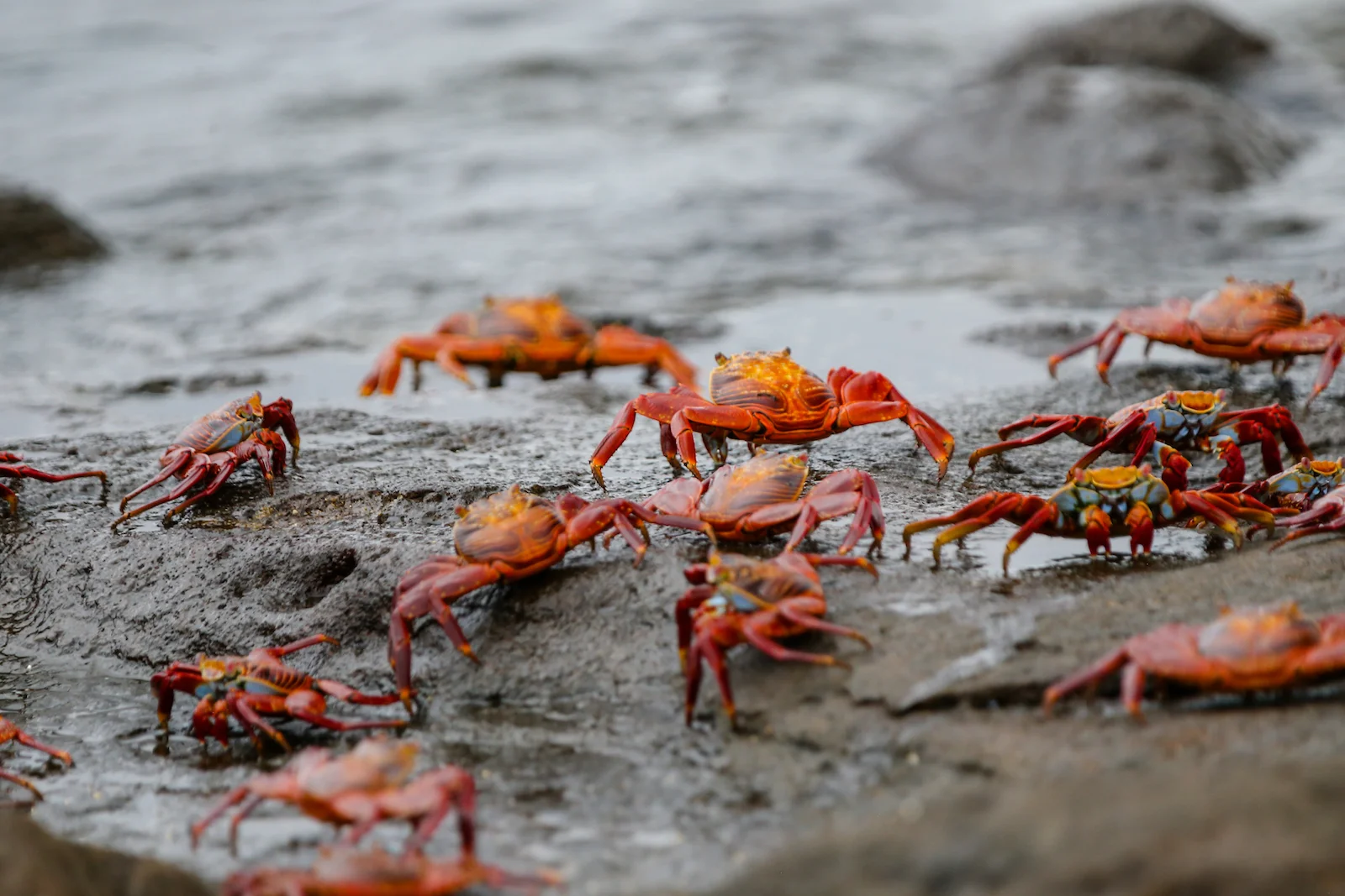 GALAPAGOS DAY 2 A -42.JPG
