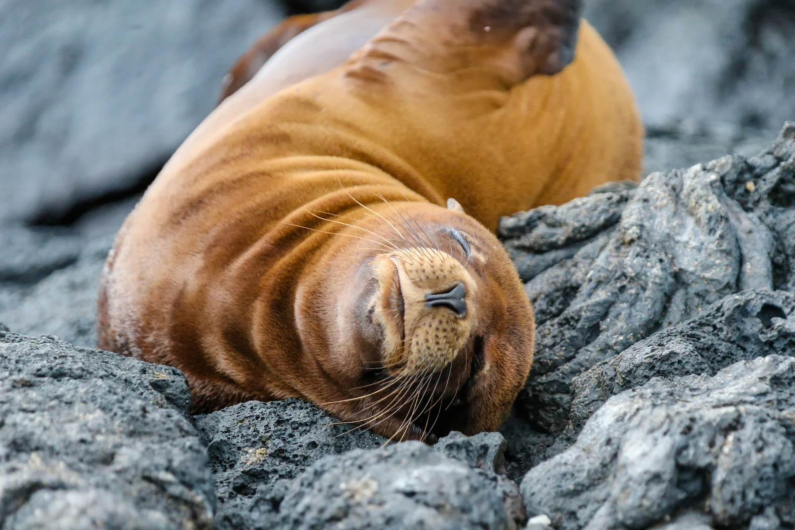 GALAPAGOS DAY 2 A -49.JPG